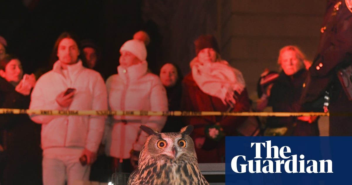 ‘Kind of like a fairytale’: documentary tells the unusual tale of Flaco the Owl