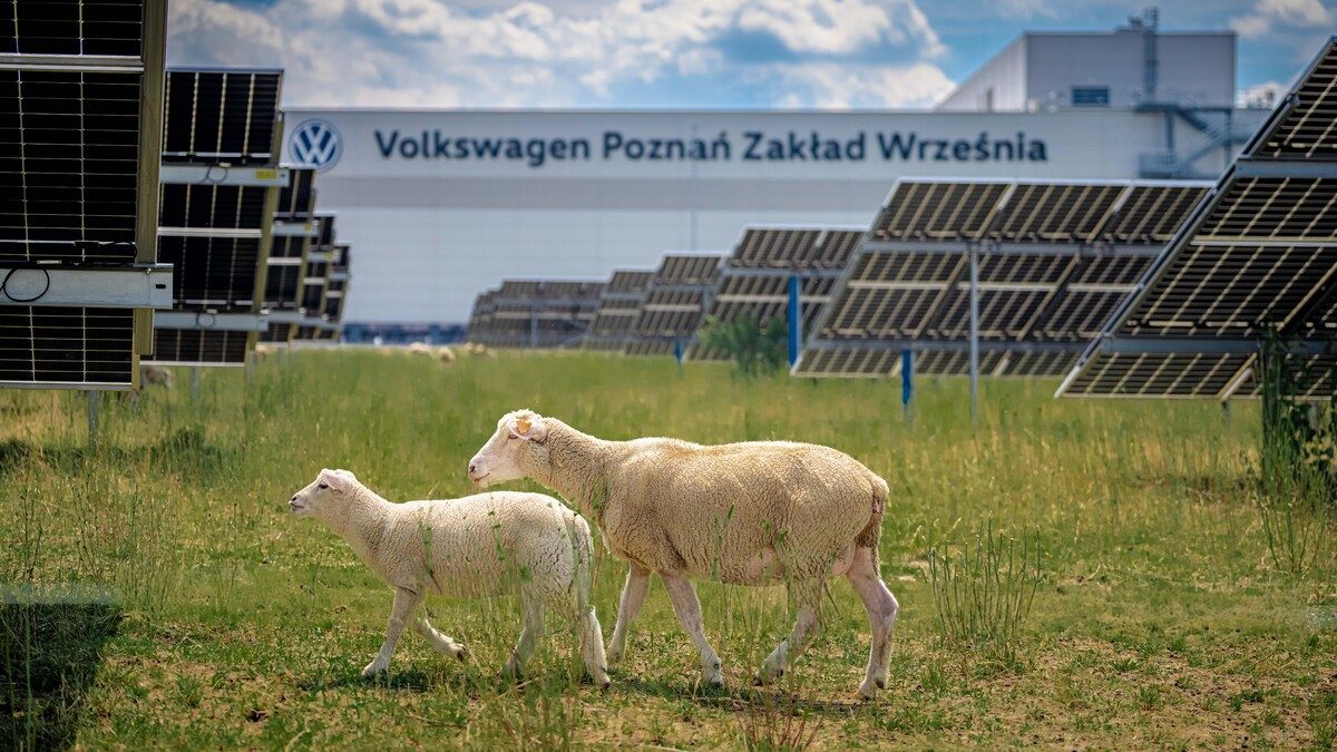 VW deploys sheep at Polish solar farm in agrivoltaics trial