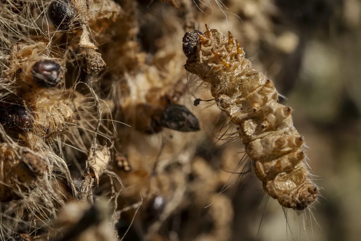 Expert warns toxic caterpillar could spread to Sweden