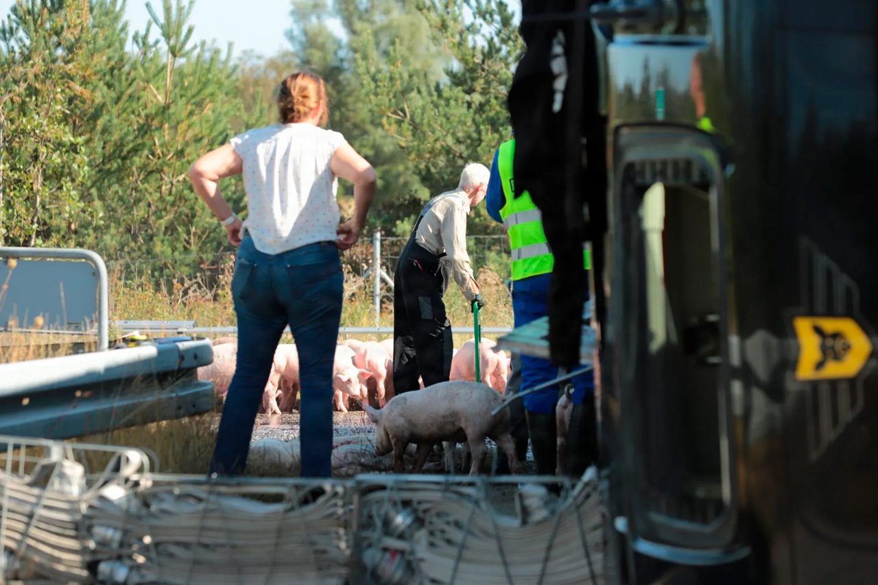 400 pigs dead after animal transporter tips over in northern Denmark