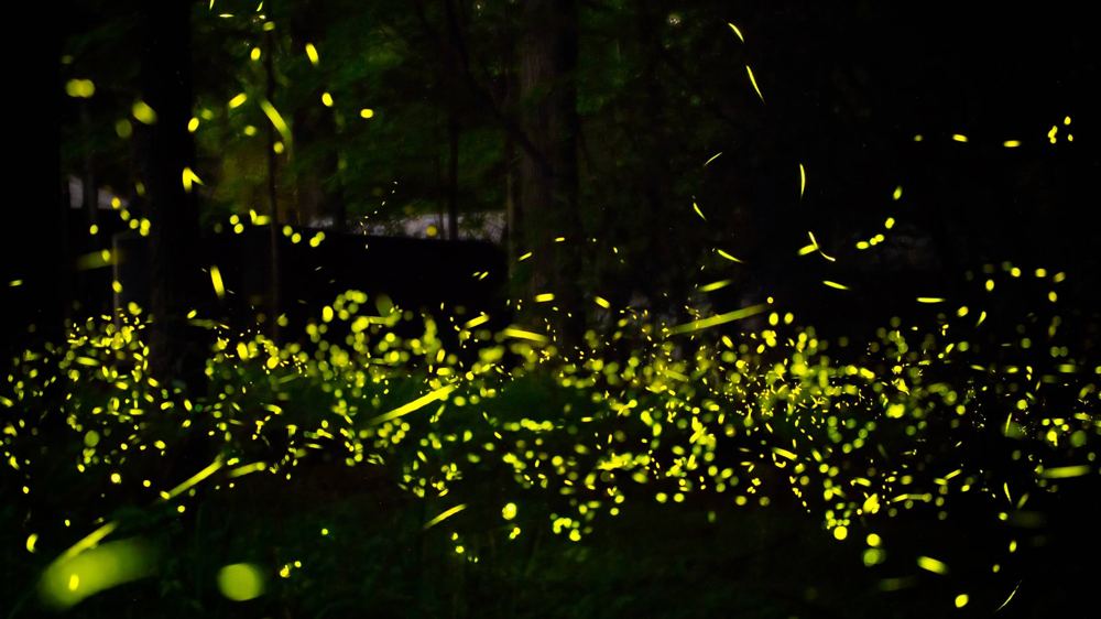 Catch Spectacular Summer Firefly Displays at These 6 National Parks
