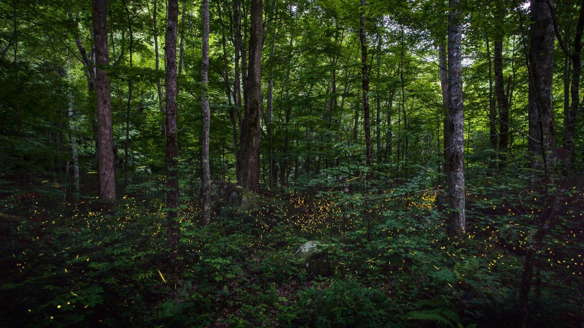 Catch Spectacular Summer Firefly Displays at These 6 National Parks