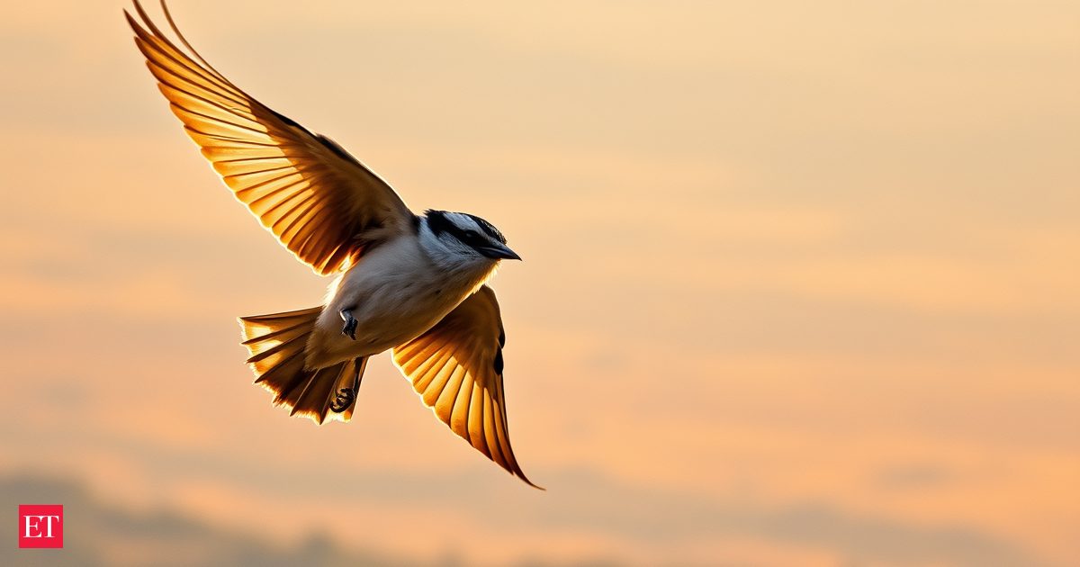 These birds fly 13,000 kilometers, yet somehow meet again in the same place
