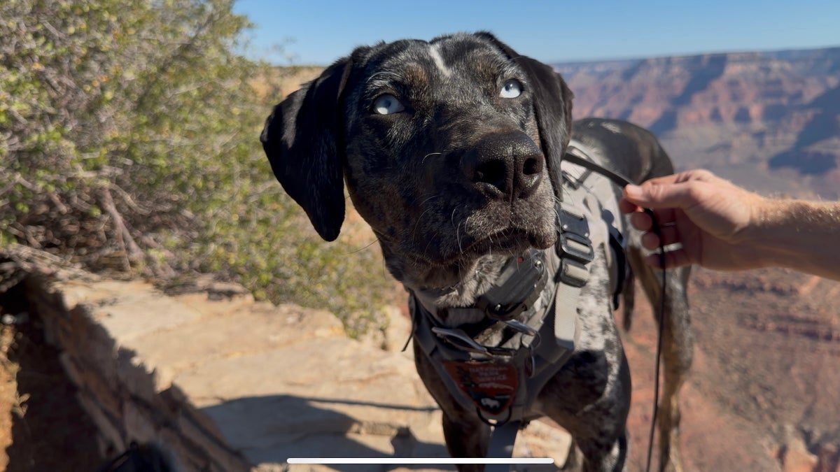 I Spent a Day with the Grand Canyon’s Four-Legged Ranger, Blue. Here’s How She’s Saving Park Wildlife.