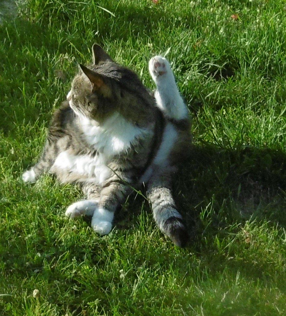 Sunday: Hili dialogue