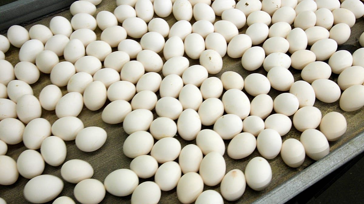 At least 306 people infected with salmonella in Belgium in outbreak linked to eggs