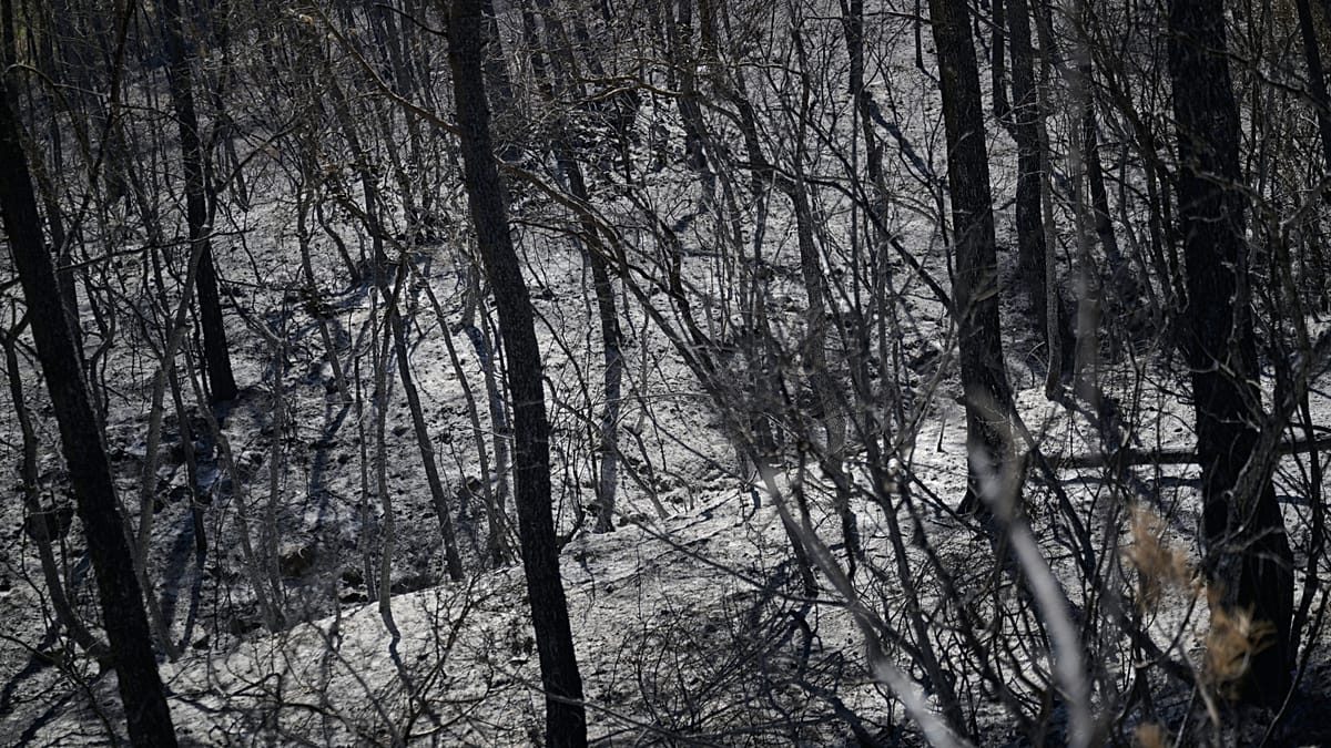 'The response seems very timid': where does ecology fit in the presidential race?