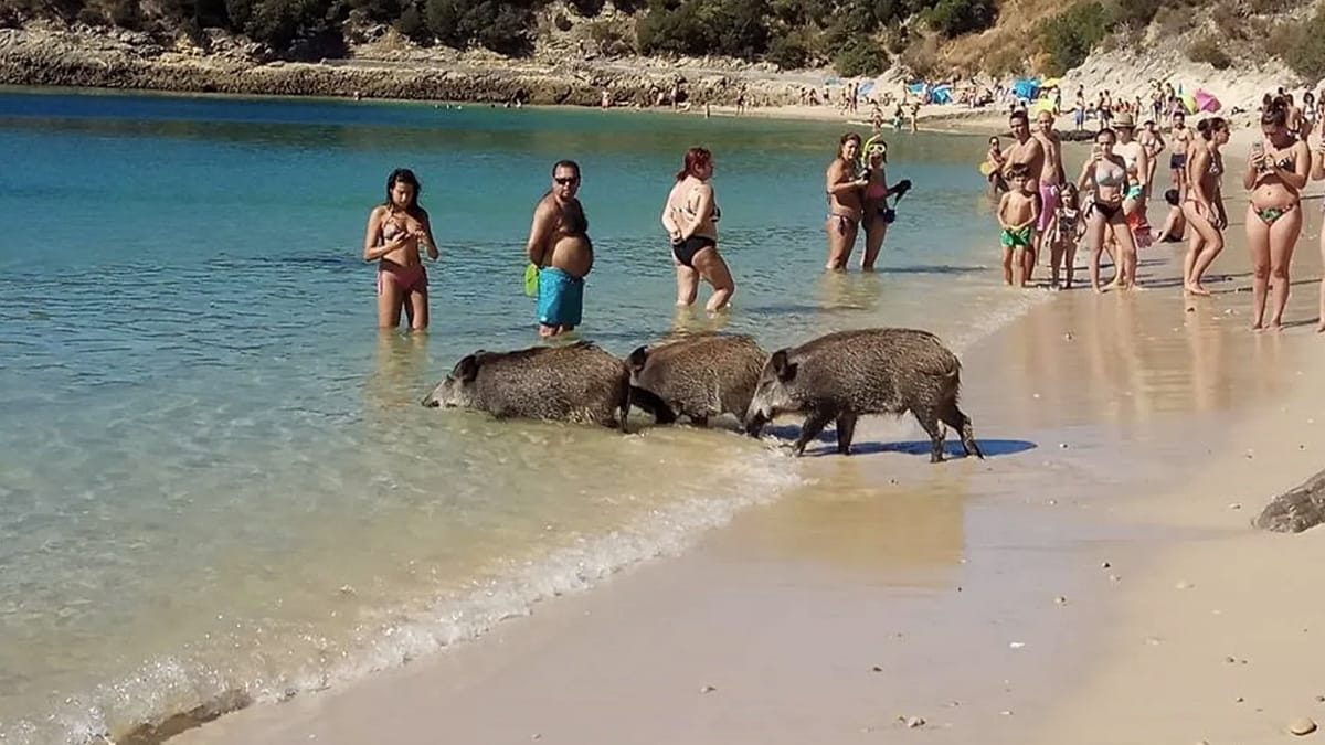 Going on holiday to this beach? Wild boars may steal your lunch
