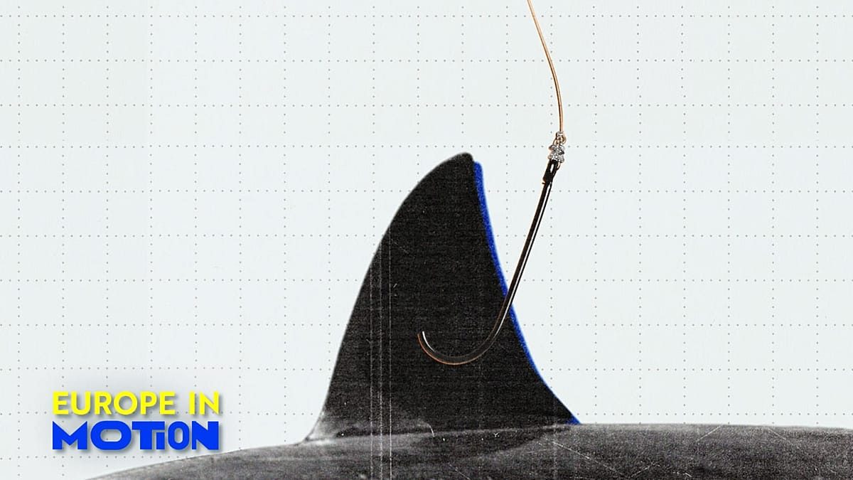 Shark fin trade declines in EU as Brussels mulls total ban