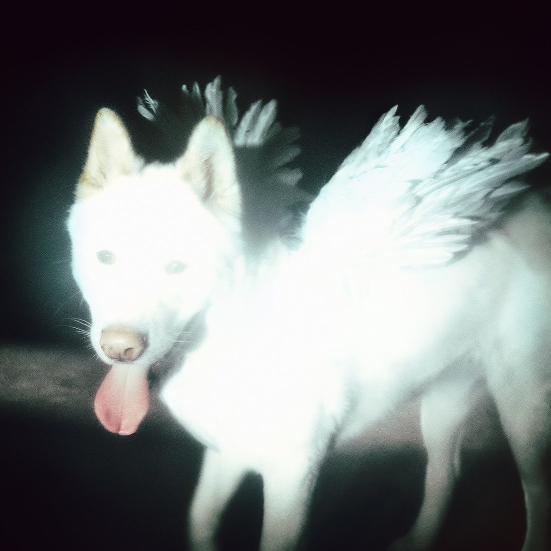 Fat Dog Announce New Album Cancel Me (I’m Tired): Hear The Title Track