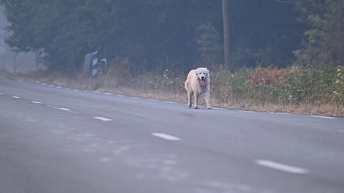 France veterinary team treats pets of wildfire evacuees
