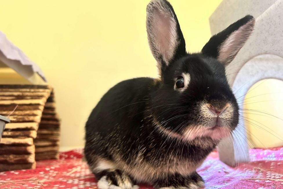Charities back politician's call for rabbit pet training despite 'hare-brained' criticism