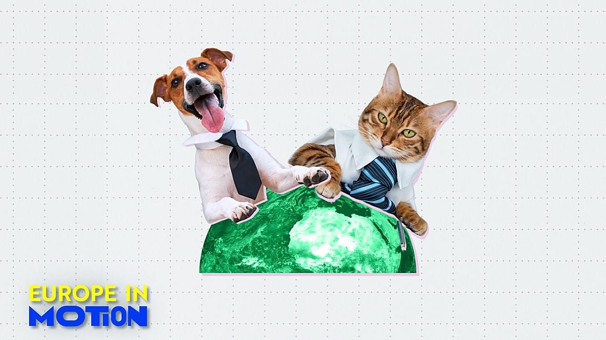 Dogs and cats at work: Yes or no? Here are Europe's most pet-friendly countries