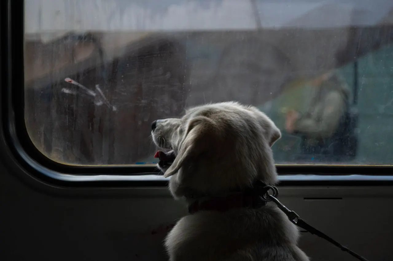 Renfe opens all Spanish rail routes to dogs up to 40kg