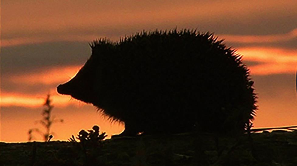 Hedgehog among four chosen animals to feature on your new banknotes