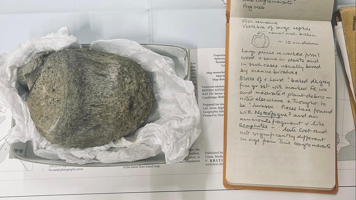 First Antarctic dinosaur fossil confirmed nearly 40 years after discovery