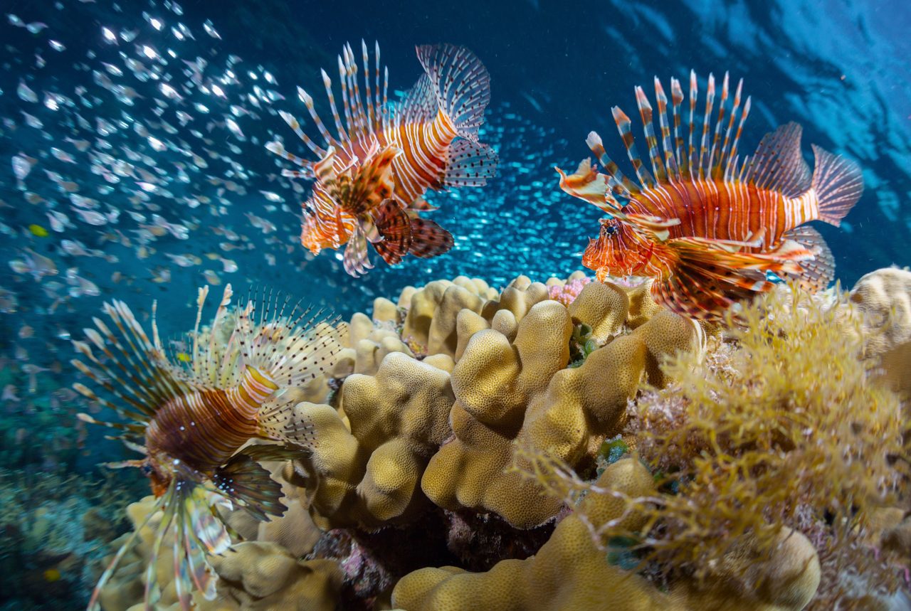 I'm No Good at Spearing Lionfish, But I Sure Can Eat Them