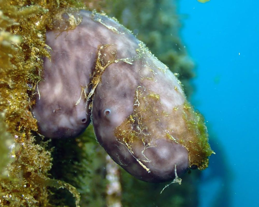 Could this humble sea sponge clean up the world’s ports?