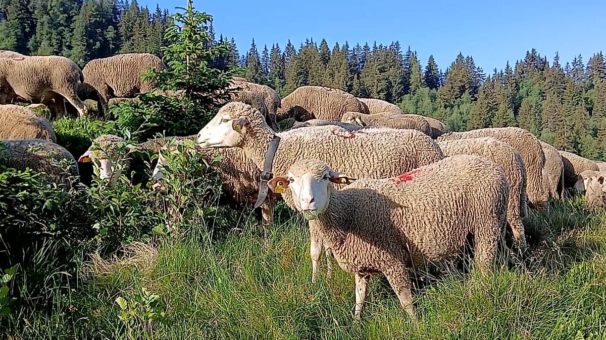 Transhumance tradition returns to French Alps