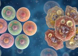 Combining Senolytics and Stem Cells Shows Promise in Mice