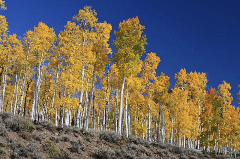 Where to Find the Oldest Living Things in the World