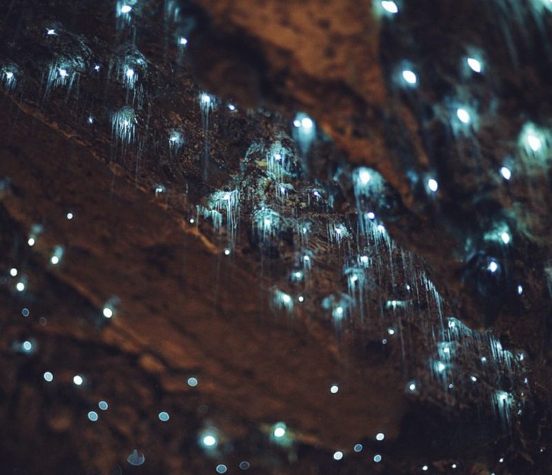 15 Best Places to Experience Bioluminescence