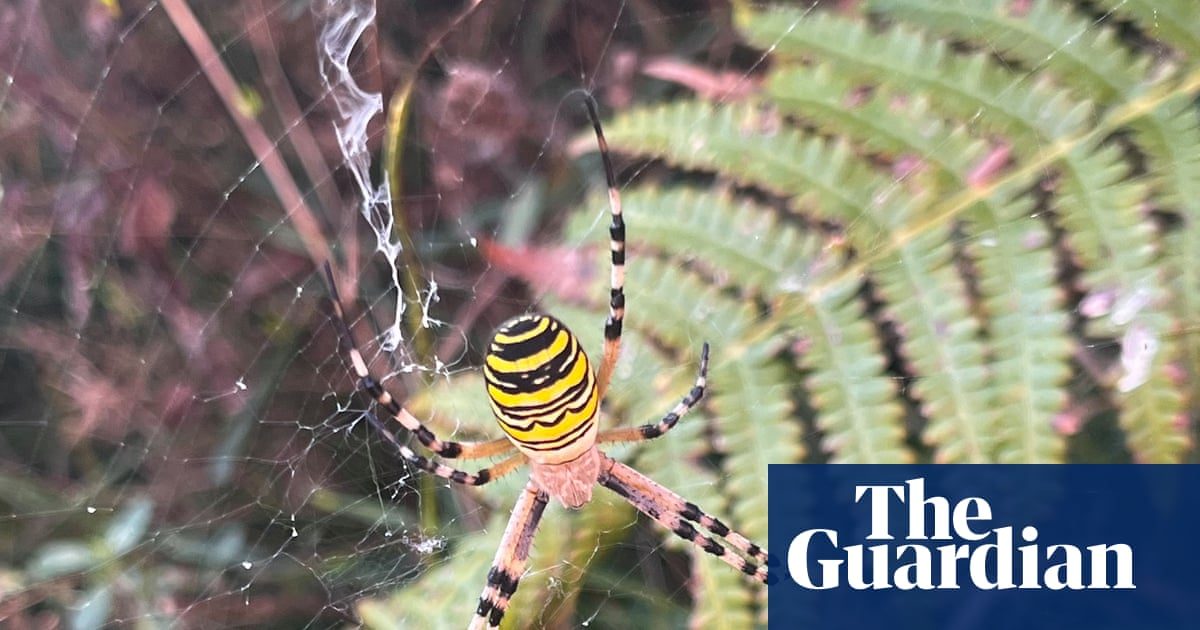 Country diary: A pocket rocket of rewilding – and a success in the face of opposition | Amy-Jane Beer