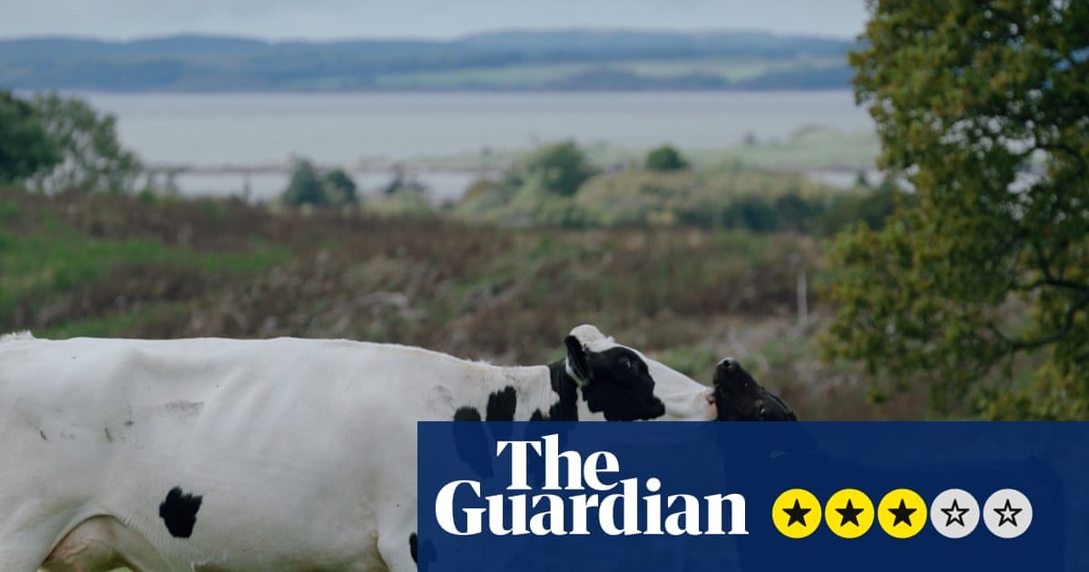 A Dairy Story review – giving cows and calves a happier life through progressive farming