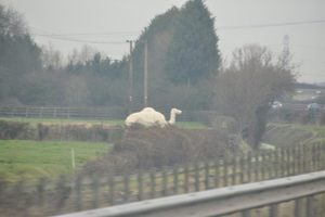 Humphrey the M5 Camel in East Bower, England