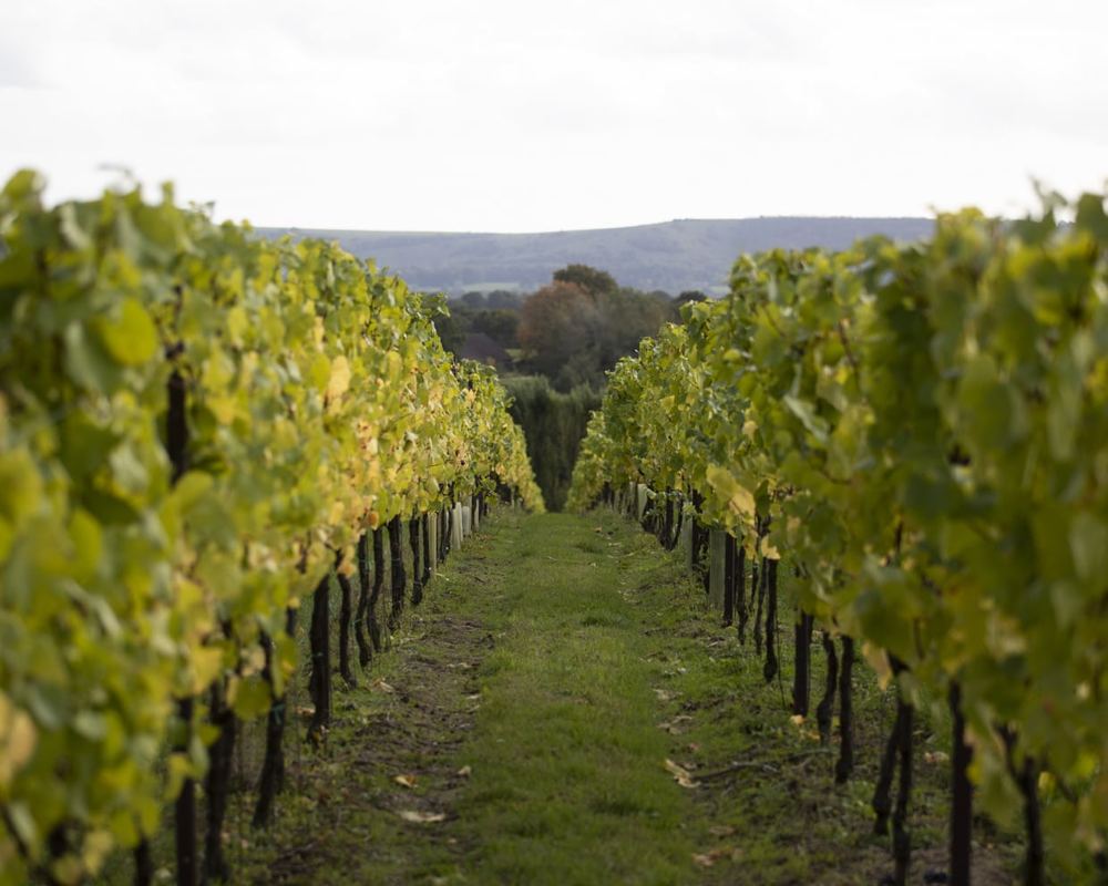 English winemakers expect ‘vintage year’ after record-breaking summer heat