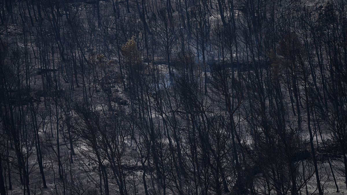 Fast-moving wildfire spreads across southern France