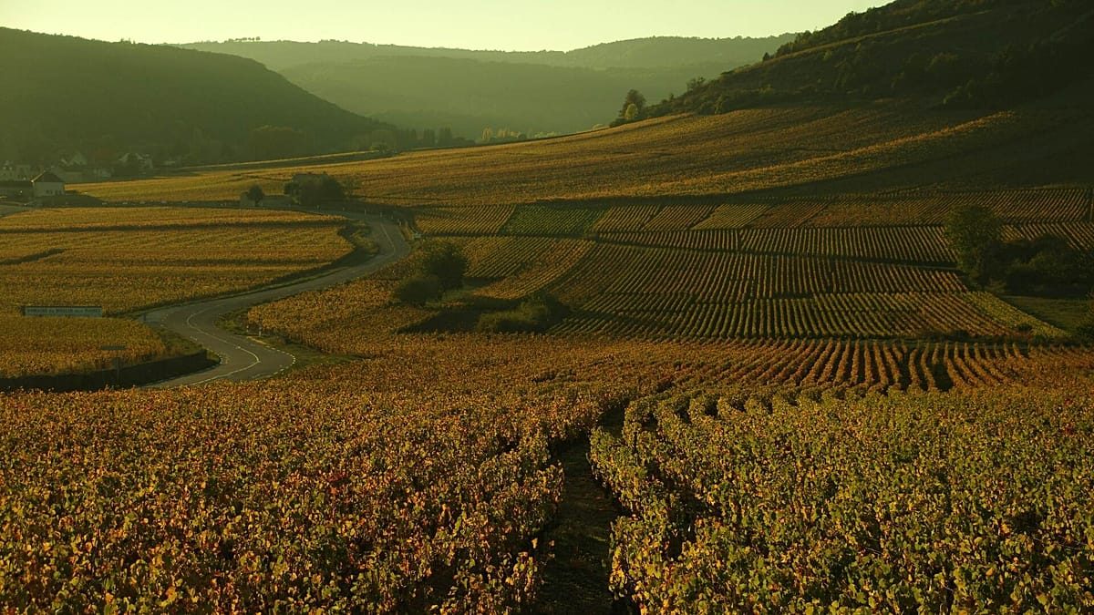 Sour grapes: Michelin’s first winery ratings draw immediate backlash