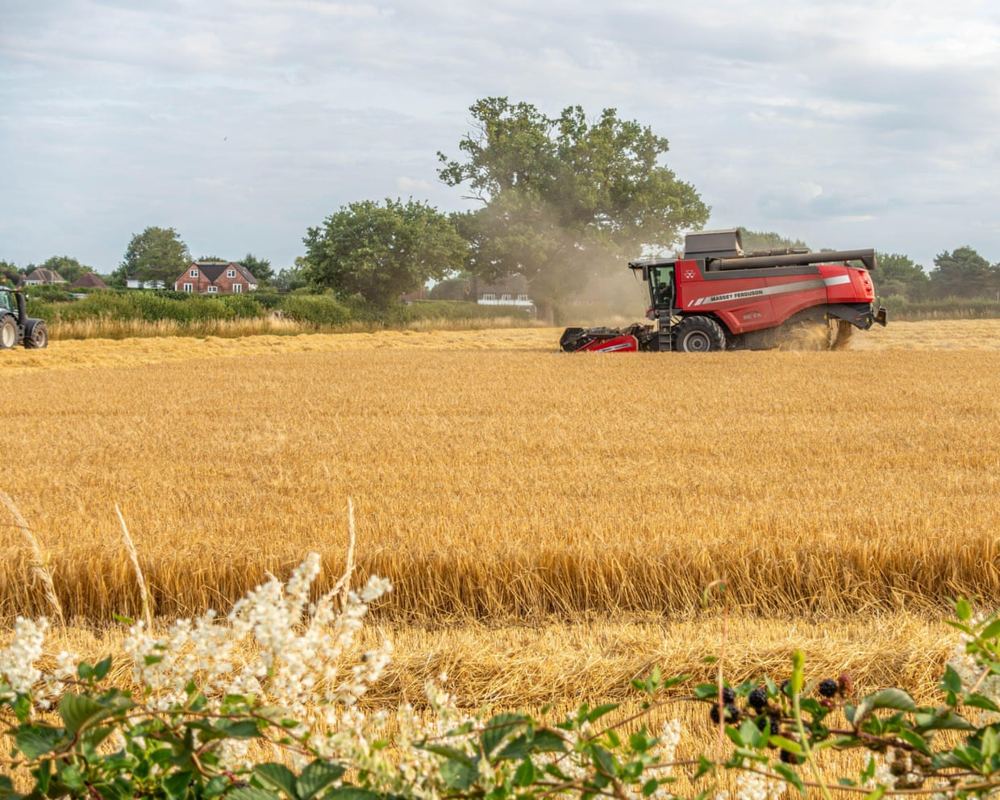 European grain farmers lose €2bn as June heatwave destroys 9m tonnes