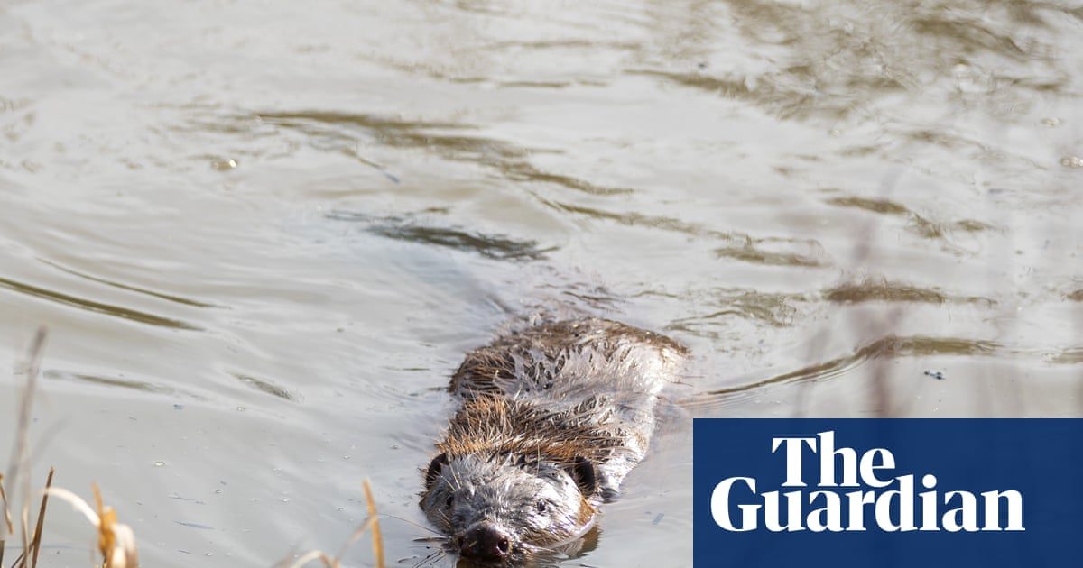 ‘It makes your heart sing’: can a pioneering project show that rewilding really works?