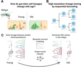 Clonal drift in the aging gut: Mapping the fate of stem cells over time