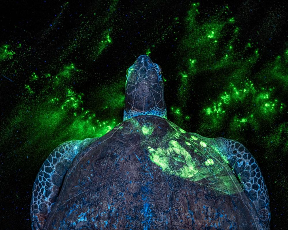 Earth Photo awards expose economic toll of poaching and climate