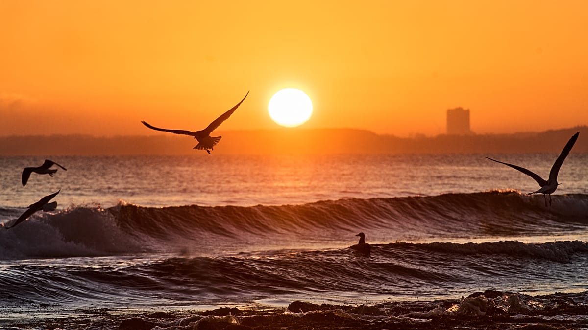 'Sea cannibal' spreads across the Baltic, threatening native species