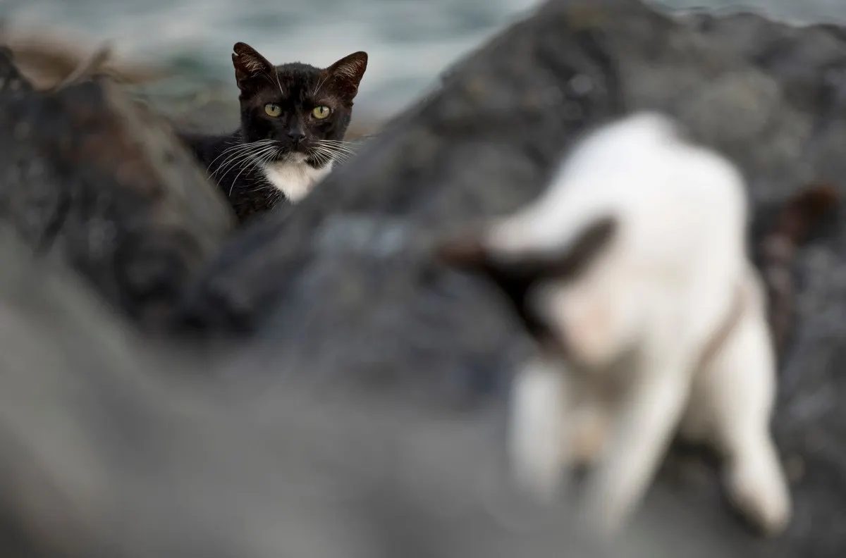 What should you do if your cat goes missing in Vienna?