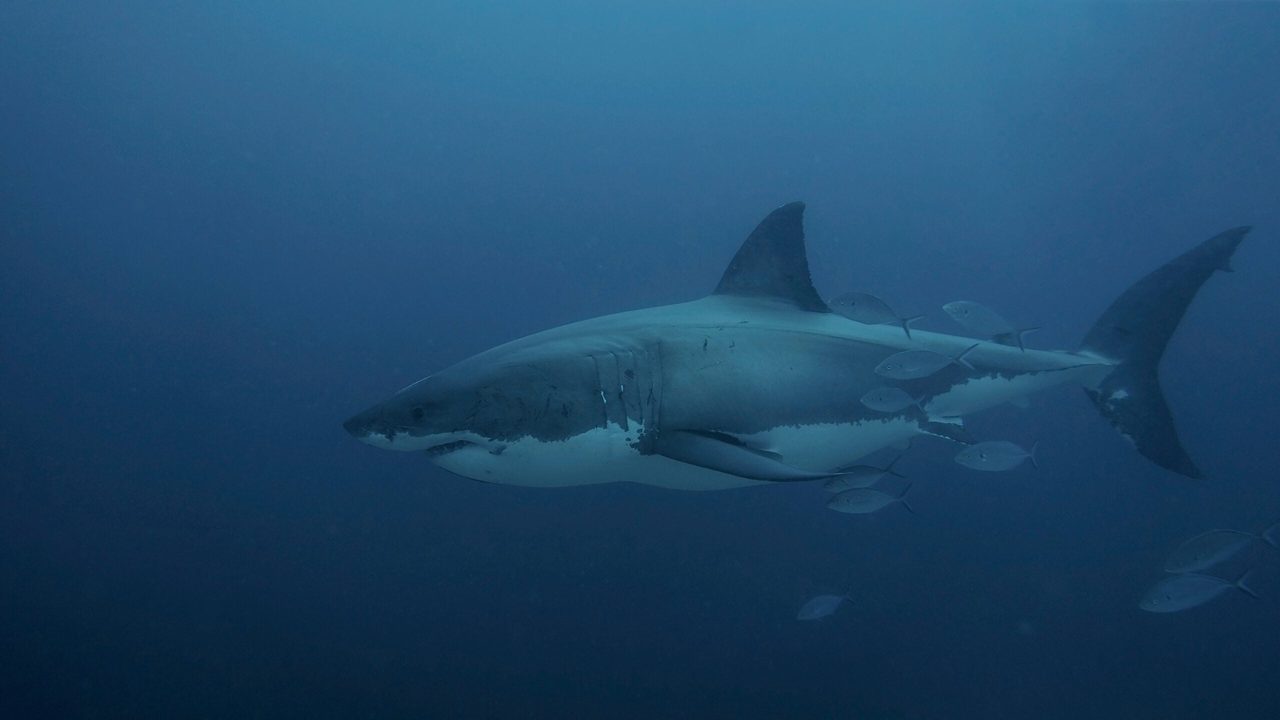 Super El Niño Drives Juvenile Great Whites to California Beaches