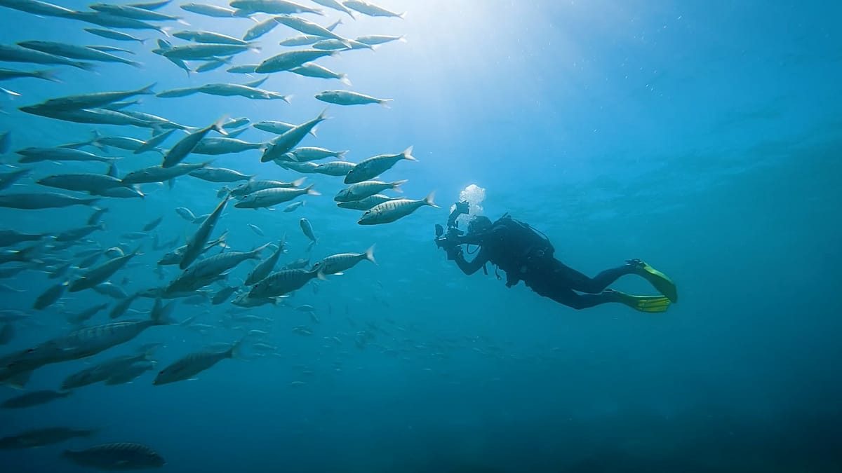 People’s photos are helping scientists record marine life in real-time in the Canary Islands