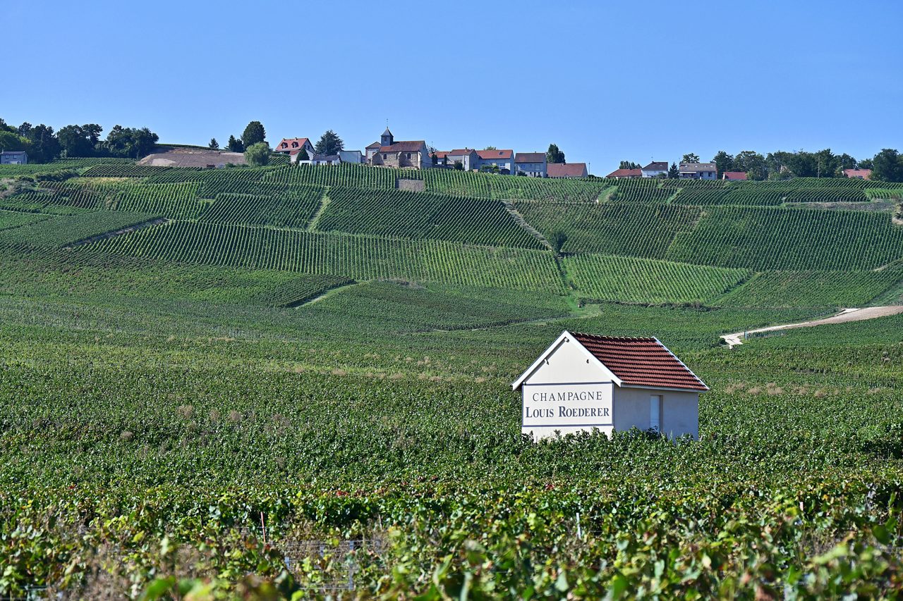 Extreme heat spurs earliest-ever Champagne harvest, putting its famous taste to the test