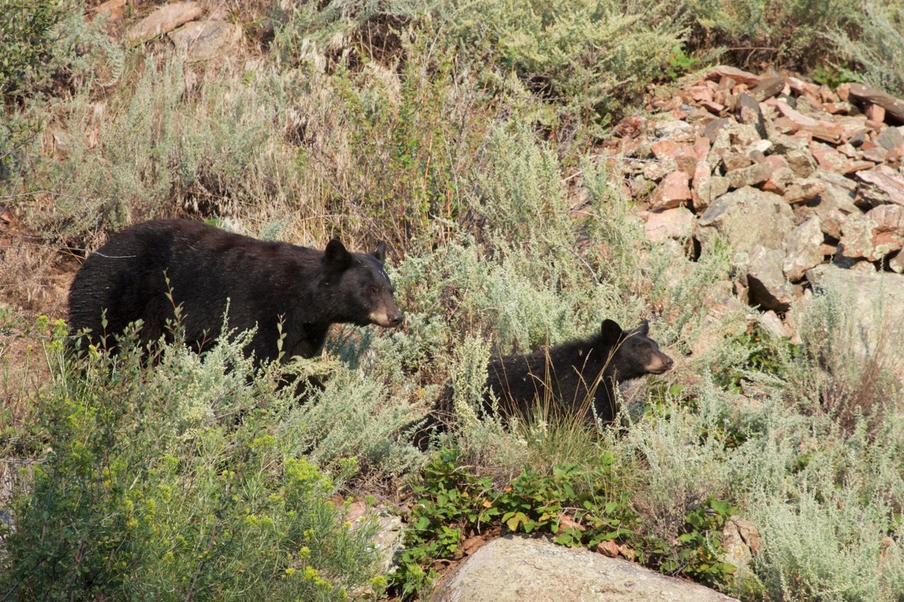 Four Attacks in One Week: What Is Behind Colorado’s Rising Bear Conflicts?