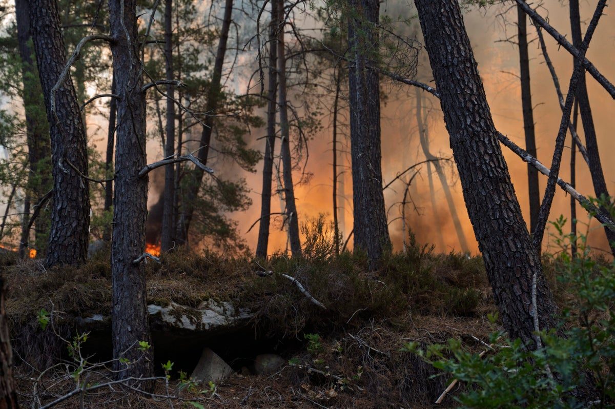 A Human-Induced Fire Has Destroyed More Than 5,000 Acres in Fontainebleau