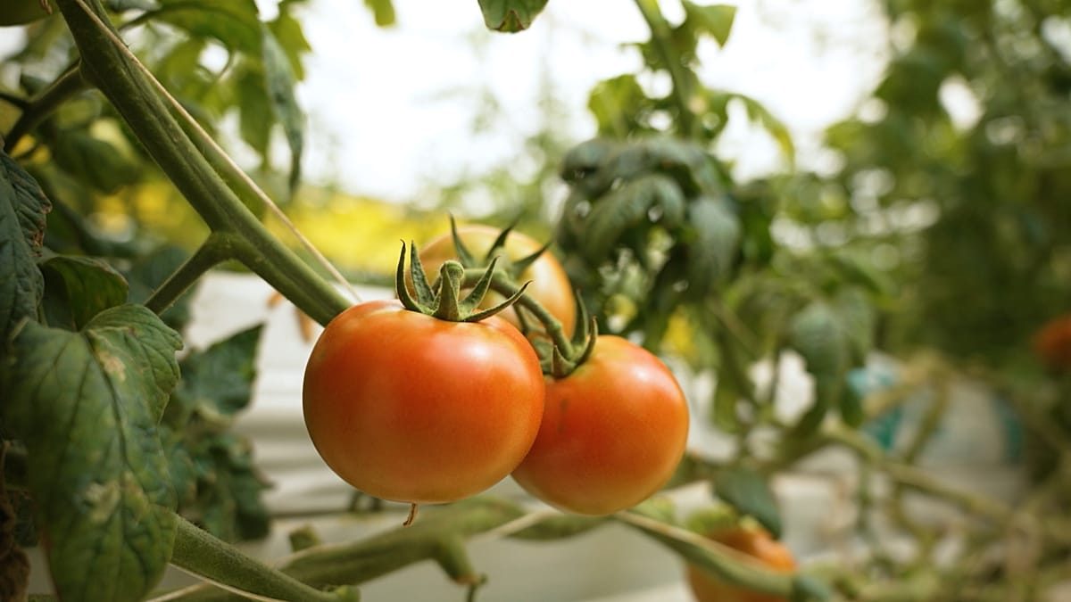 Planting the seeds of change: Qatar’s Food Security Strategy
