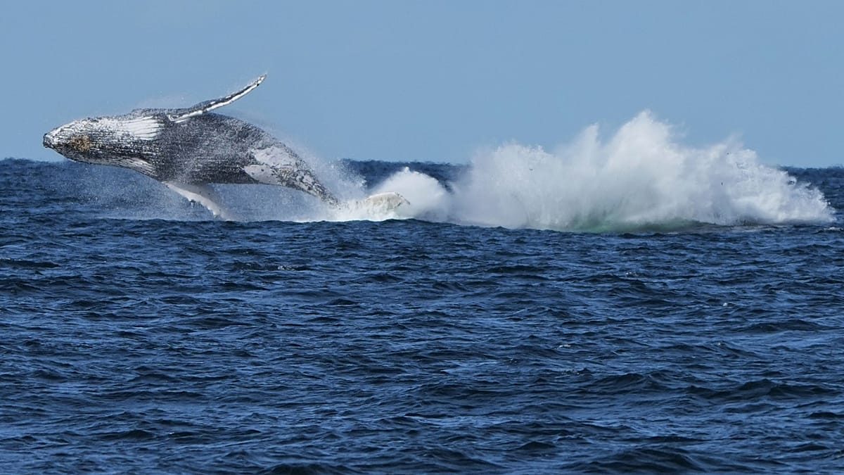 First whales killed as Iceland restarts commercial hunt