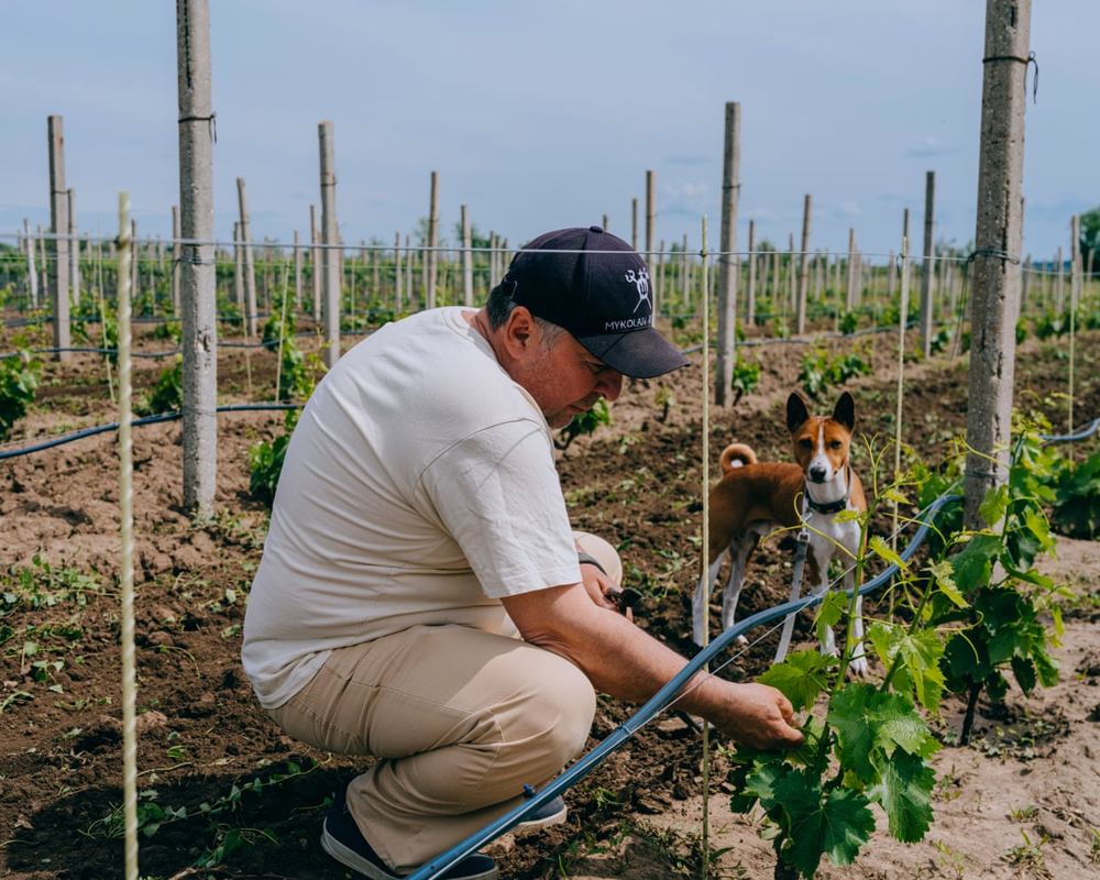 Ukraine's vineyard acreage shrinks to 15,000 hectares