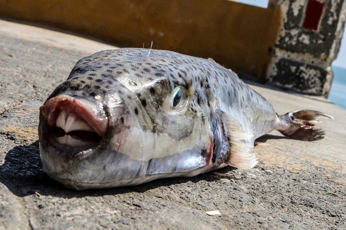 Poison fish with human-like teeth cause havoc for Greek islands as tourist season begins