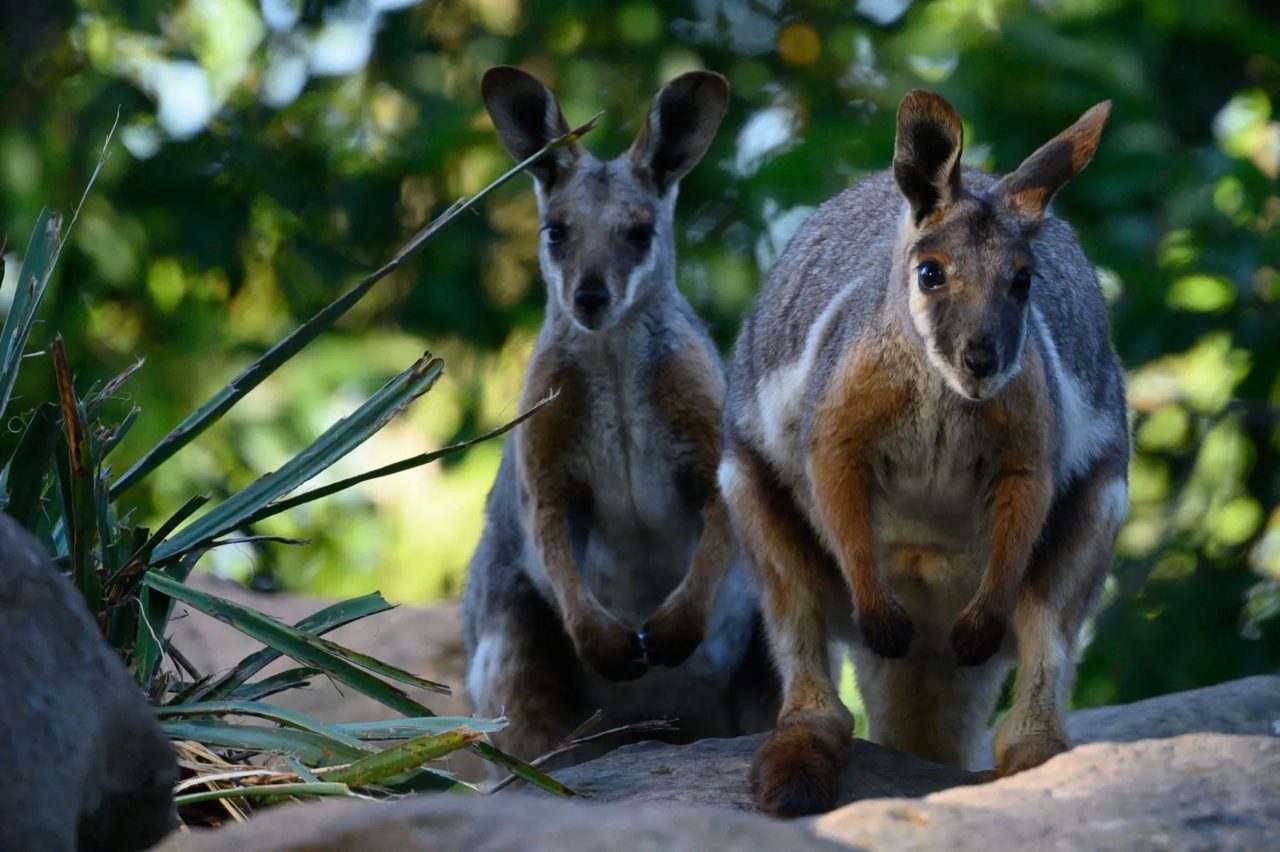 Three wallabies rescued from Spanish cannabis farm hell
