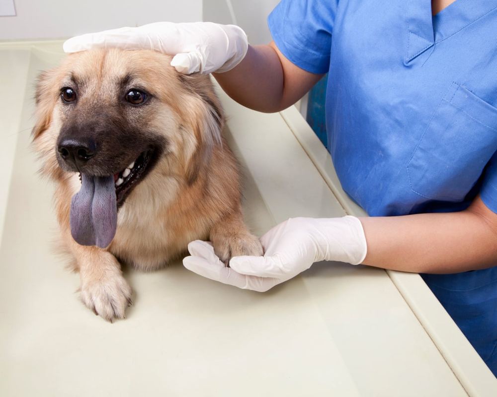 UK sets £21 vet prescription cap to curb corporate dominance