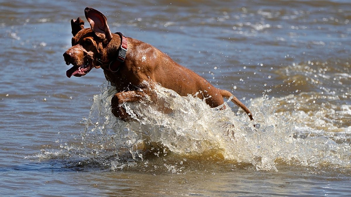 Panting and hyperthermia: Paris vet sees uptick in pets being admitted due to extreme heat